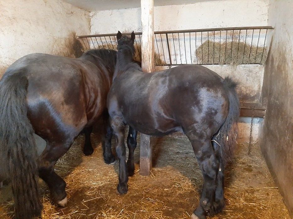 Sprzedam klacz zimnokrwistą