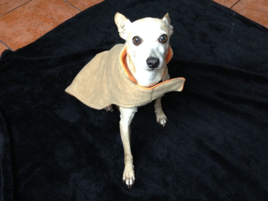 Capa protetora para cão