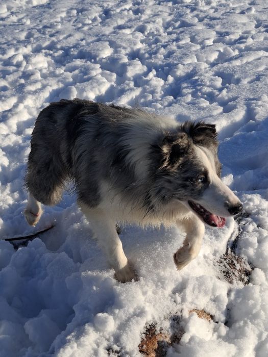Reproduktor Border Collie