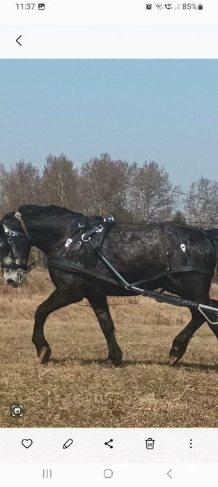 Sprzedam szory biotanowe na dużego konia