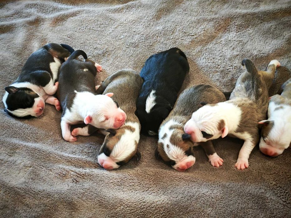 Amstaff rudo-biały. Wyjątkowy, przepiękny samczyk!