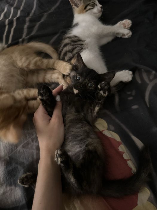 Отдам котят в хорошие руки