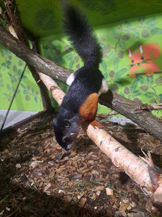 Wiewiórka trójbarwna - Samiec