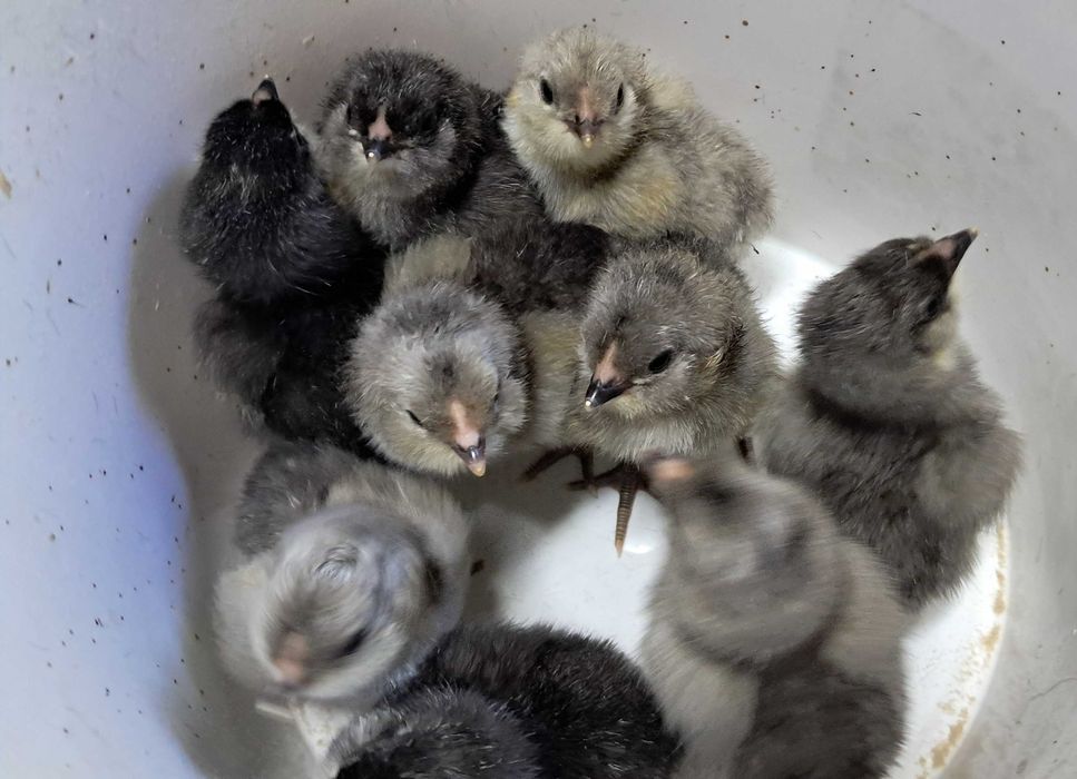 Амераукана інкубаційні яйця, курчата під замовлення