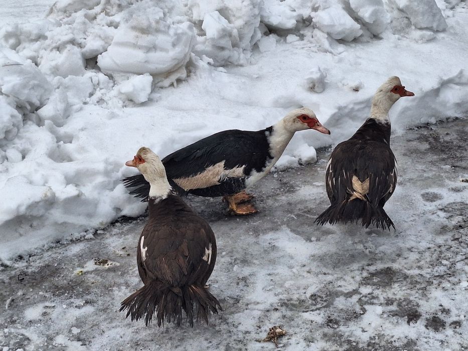 Kaczki i kaczory francuskie