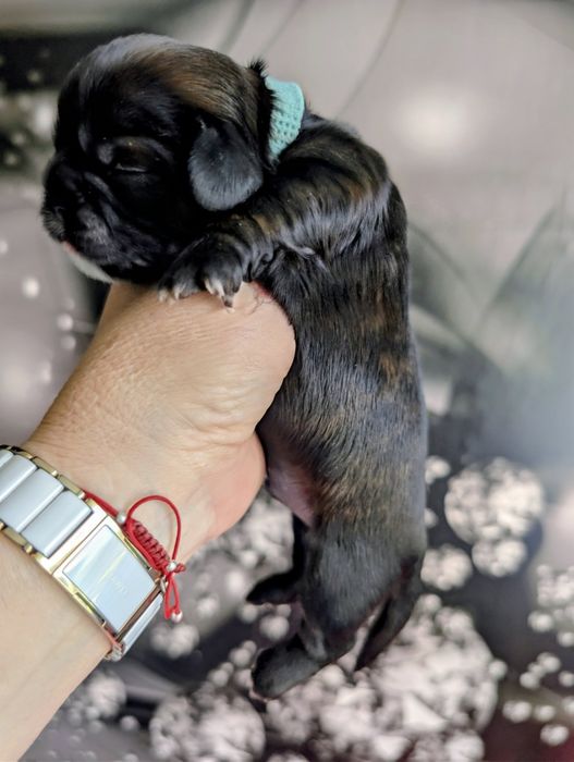 Szczenię Shih tzu piesek z genem blue