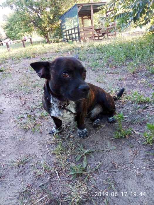 Вязка (мальчик) на щенков не претиндуем.