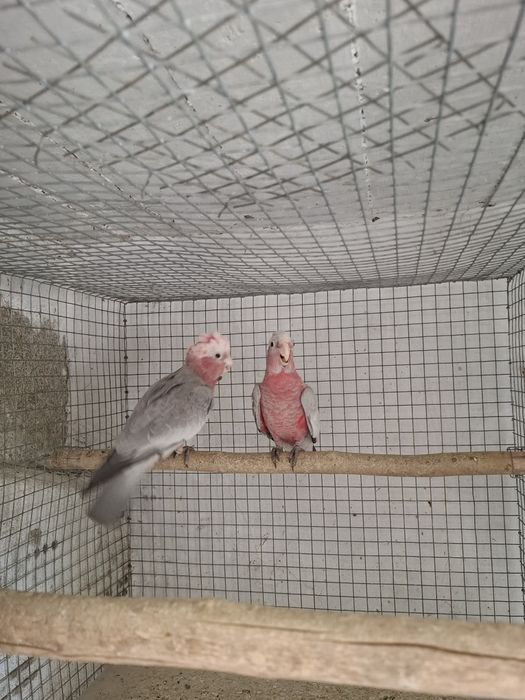 Casal catatuas galah