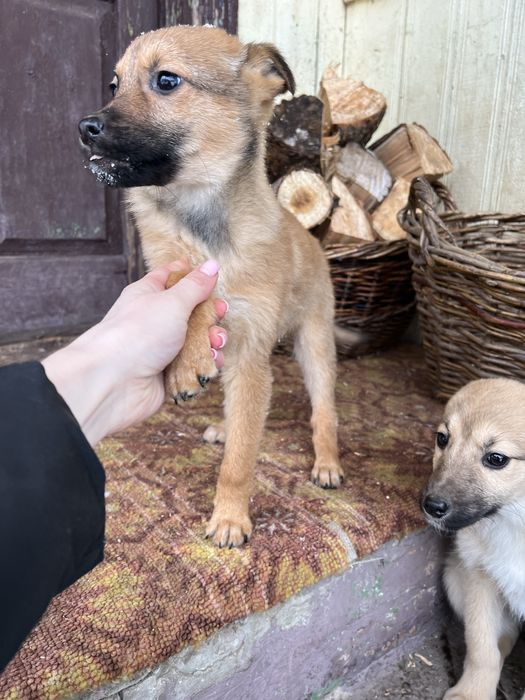 Цуценята шукають домівку. 3 місяці.