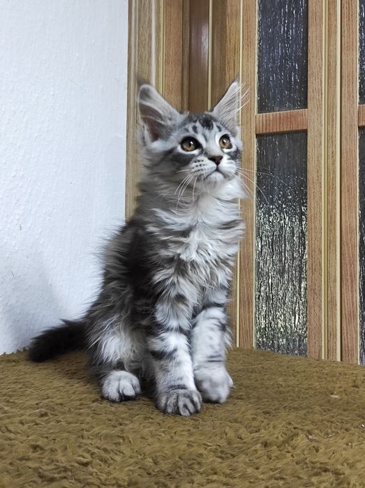 Мейн кун дівчинка