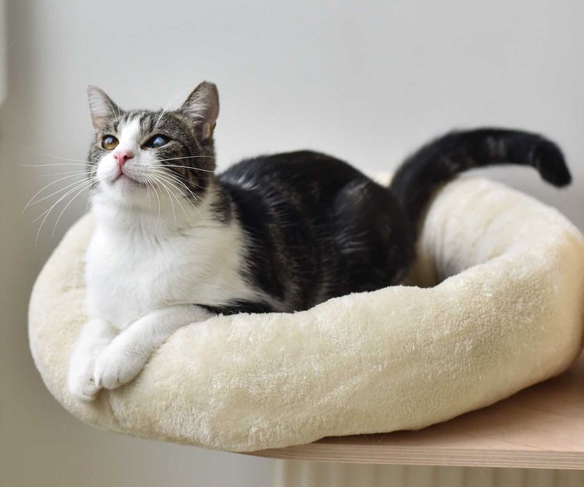 Kot do adopcji - BOBI, 1 rok