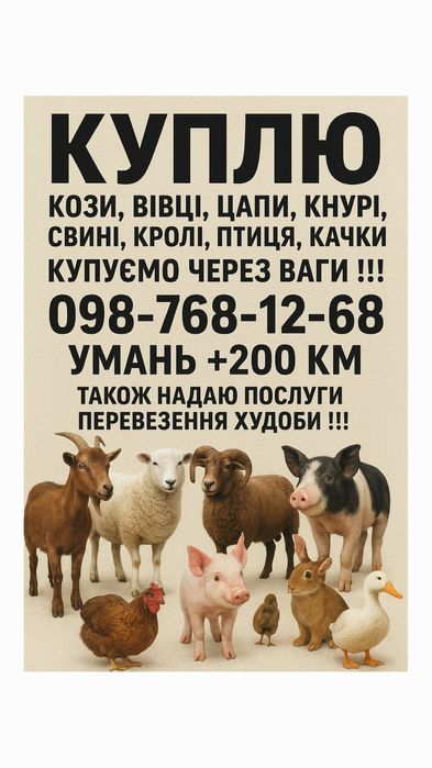 Продам , кози, вівці, цапи, кнурі