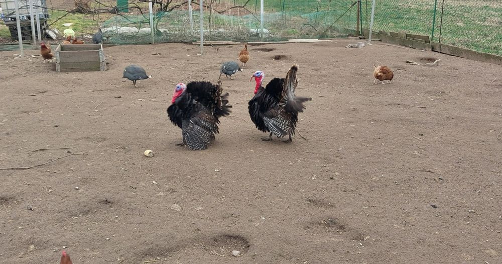 Sprzedam Indory z własnego chowu