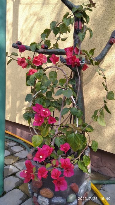 Продаю бугенвиллии