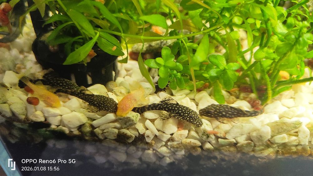 Glonojady, zbrojniki 5 sztuk rozmiar około 3 cm