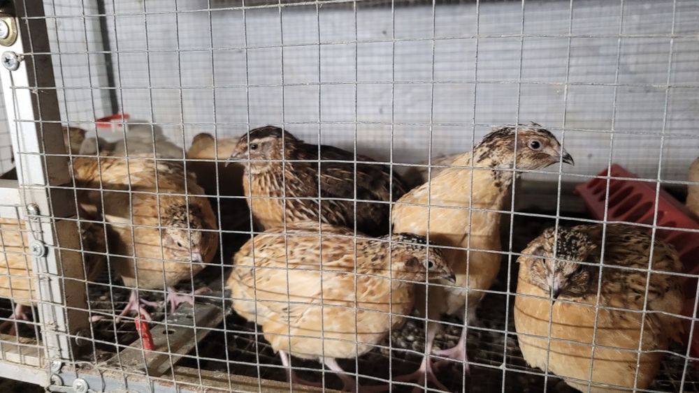 Przepiórka mandżurska złota koguty