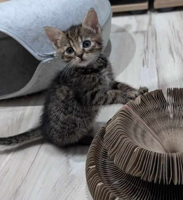 Kotki do adopcji