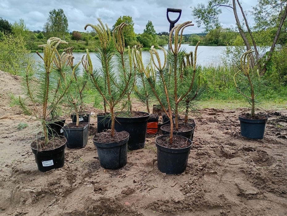Sadzonki czarnej sosny pinus nigra 50-60cm oraz 150-200