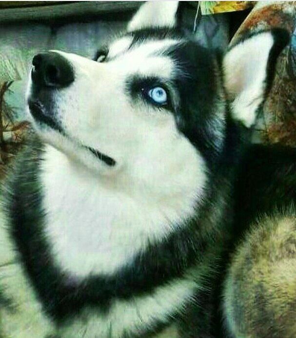 Вязка сибирский хаски