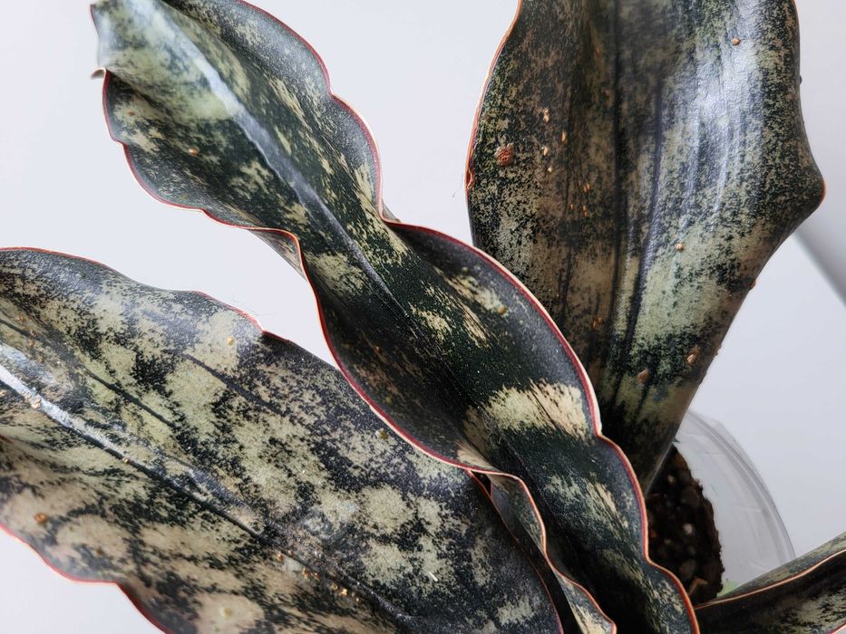 Sansevieria kirkii var. pulchra Coppertone - duża