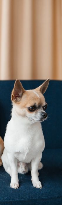 В'язка  чіхуахуа