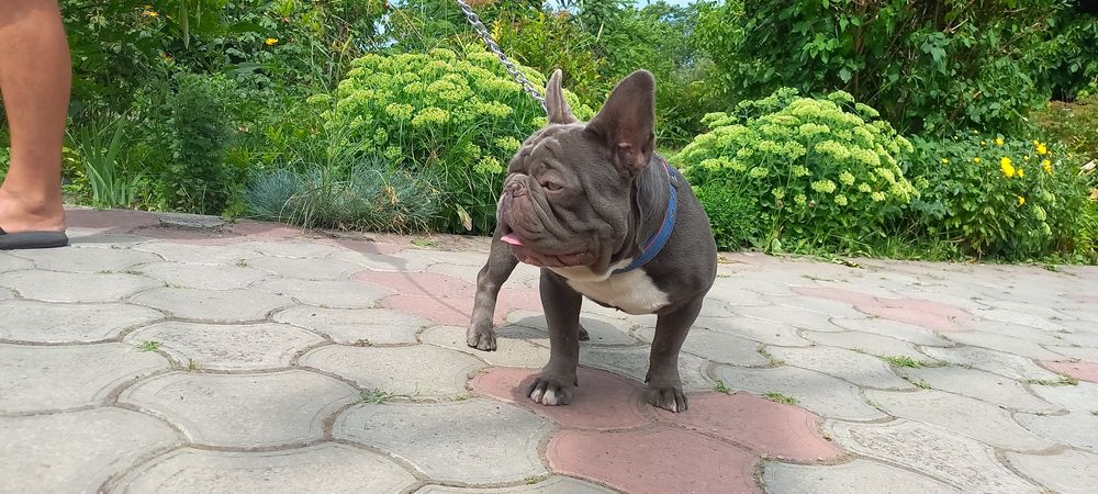 Лиловый французский бульдог