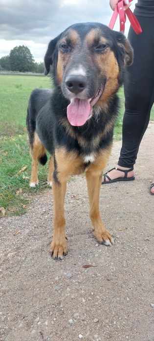 Wiktorek pies do adopcji