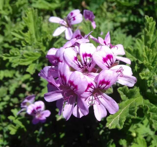 GERANIUM ANGINKA Lecznicza - sadzonki w doniczkach