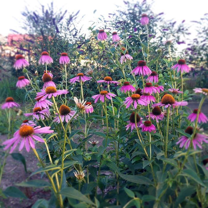 Jeżówka purpurowa różowa kopana z gruntu 18 sadzonek