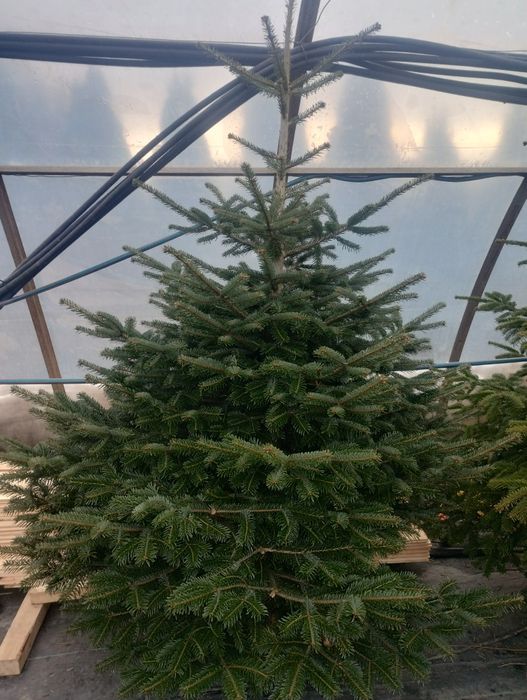 Choinki Darowice 35a