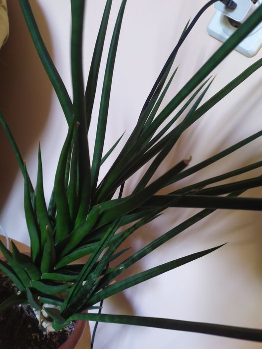 Сансевієрія TORCH