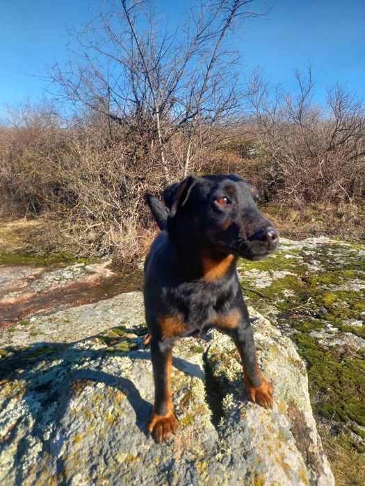 Продам собаку яхтерєр