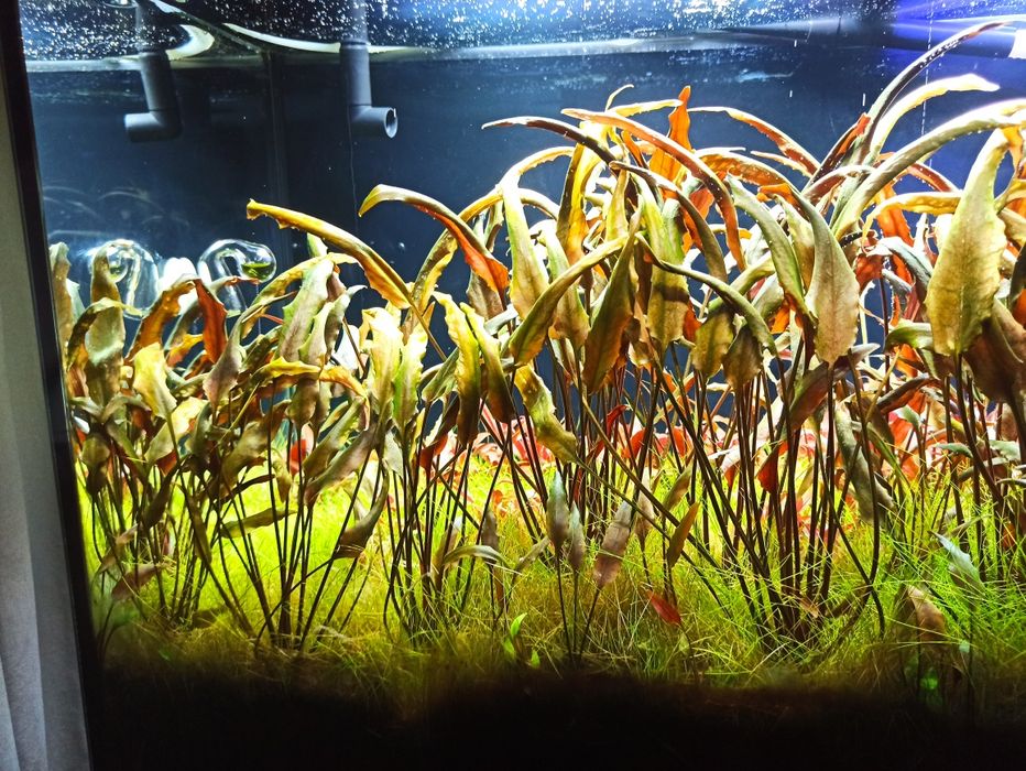 Cryptocoryne roślinki