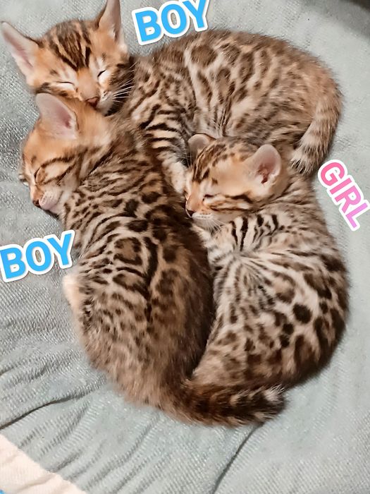 Бенгальські кошенята. Бронювання