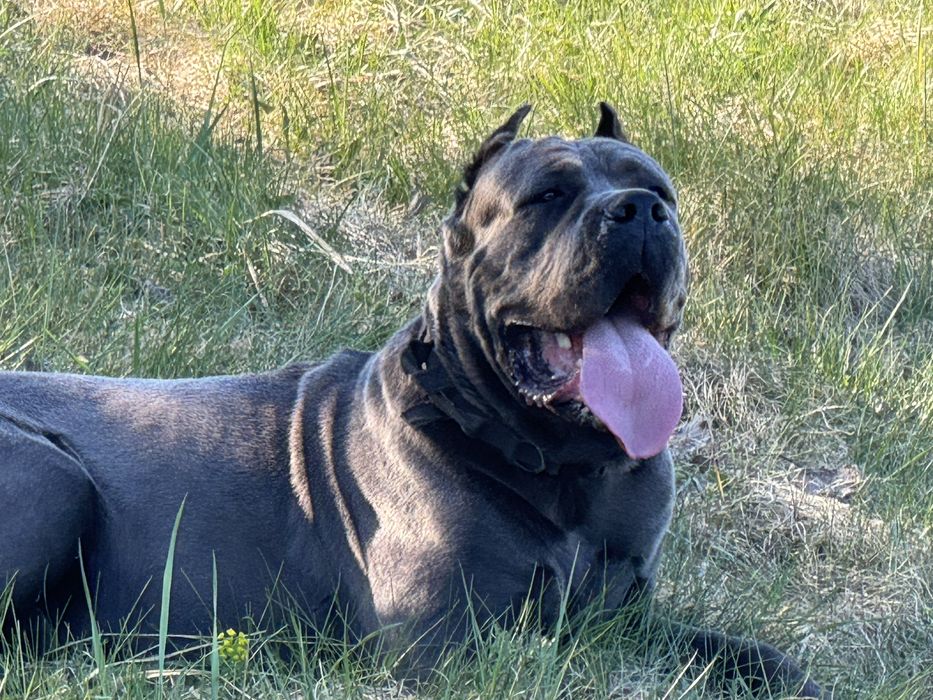 Cane Corso reproduktor Champion