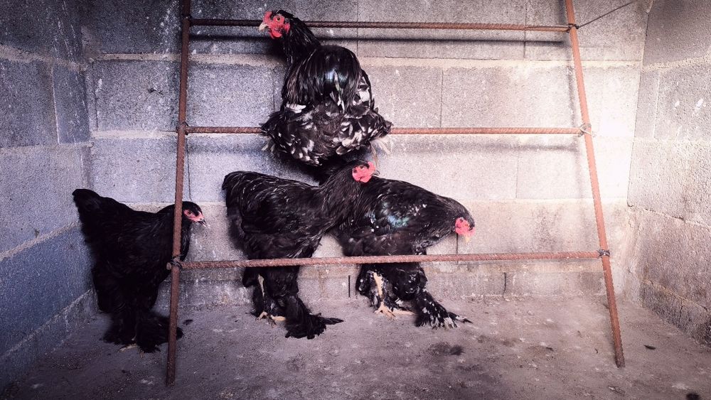 Galos Brahma Mottled