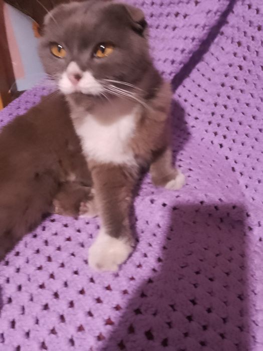спасите шотландскую кошку. кошечка даром. котенок бесплатно