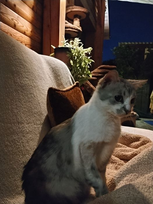Cudowny koci przyjaciel do adopcji - Mikuś