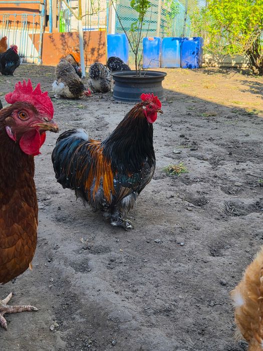 Продам декоративних кохинхинів