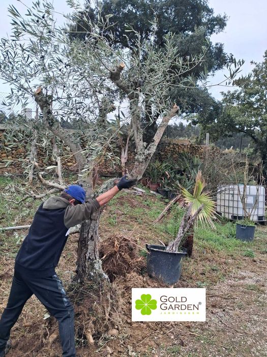 Oliveiras a partir de 100€