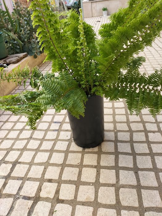 Feto natural caseiro