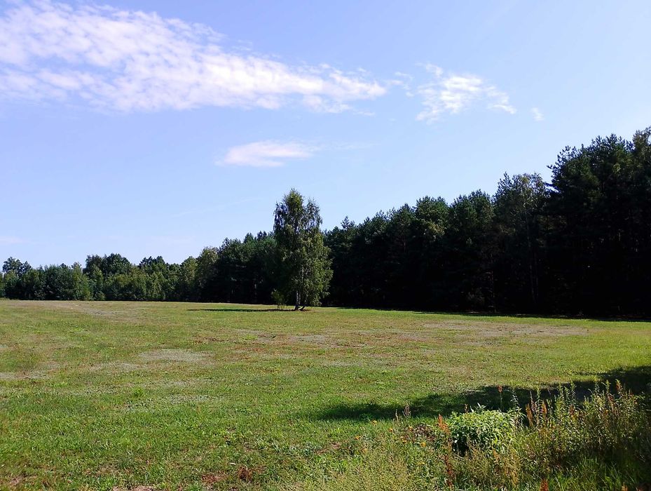 Działki budowlane po 1200 m2 z warunkami zabudowy.
