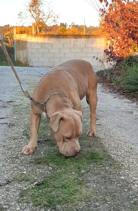 American bully standard