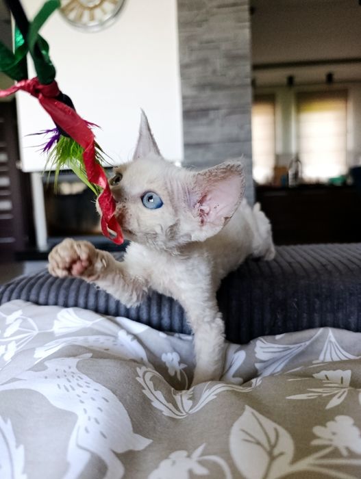 Kocurek Devon rex point rodowód FPL