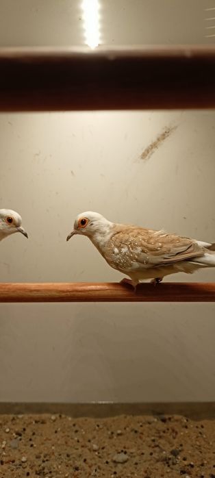 Gołąbki diamentowe samiczki