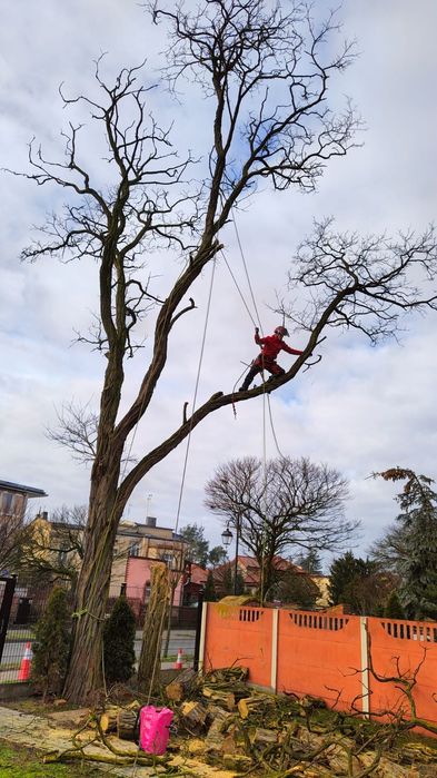 Wycinka i pielęgnacja drzew