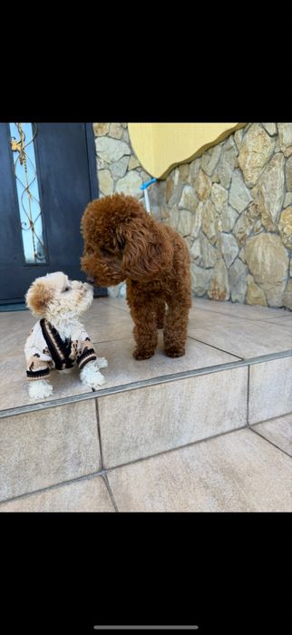 Дівчинка пудель з доставкою закордон