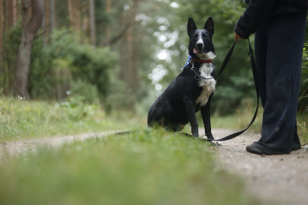 Pies w typie border collie do adopcji