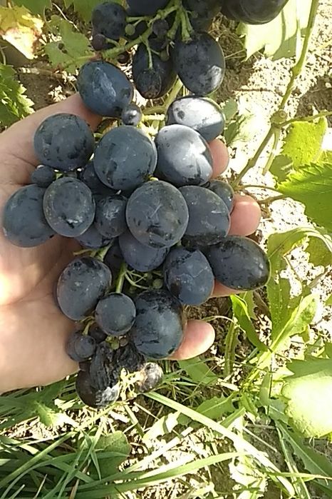 Черенки столового, технического (винного) винограда, инжира, плодовых