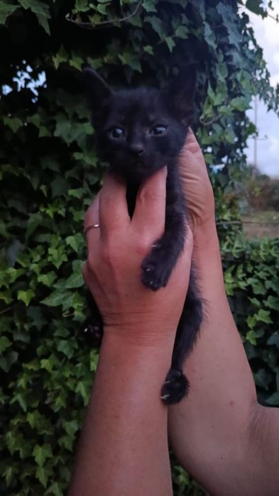 Gatinhos bebés para adoção responsável